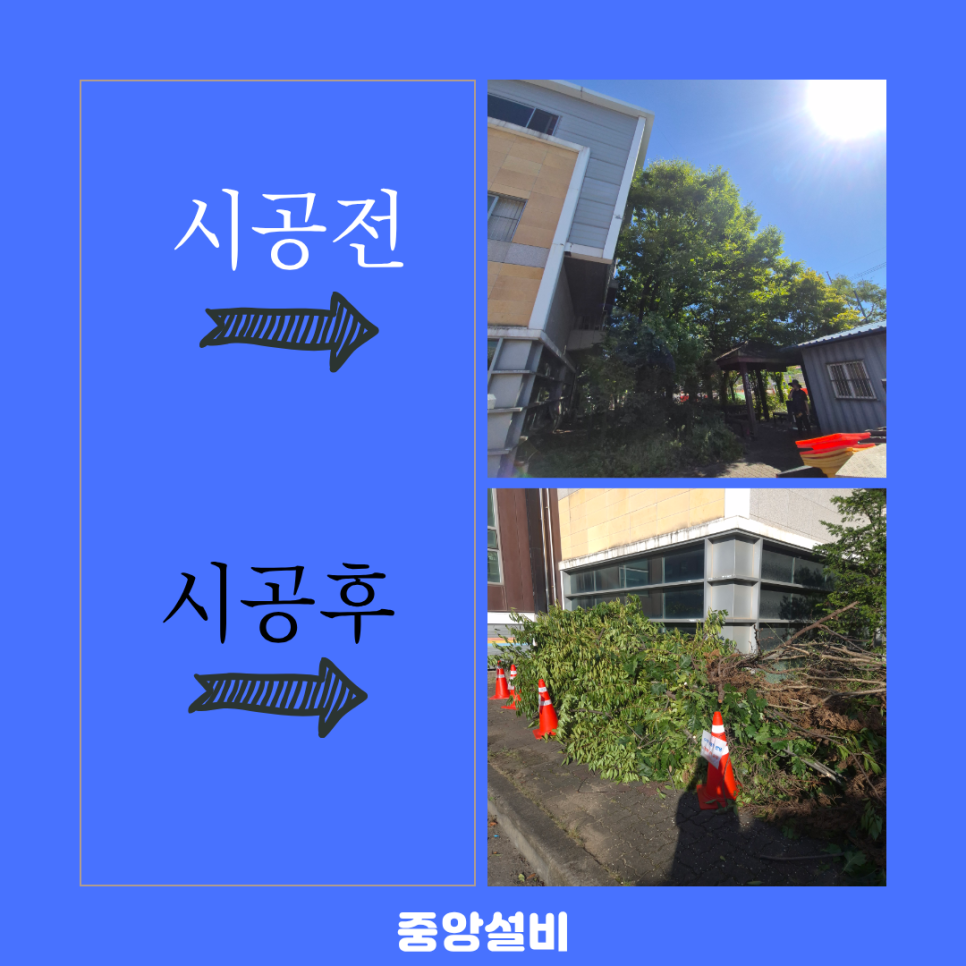 인천 나무 전지작업 벌목업체가 출동한 현장!