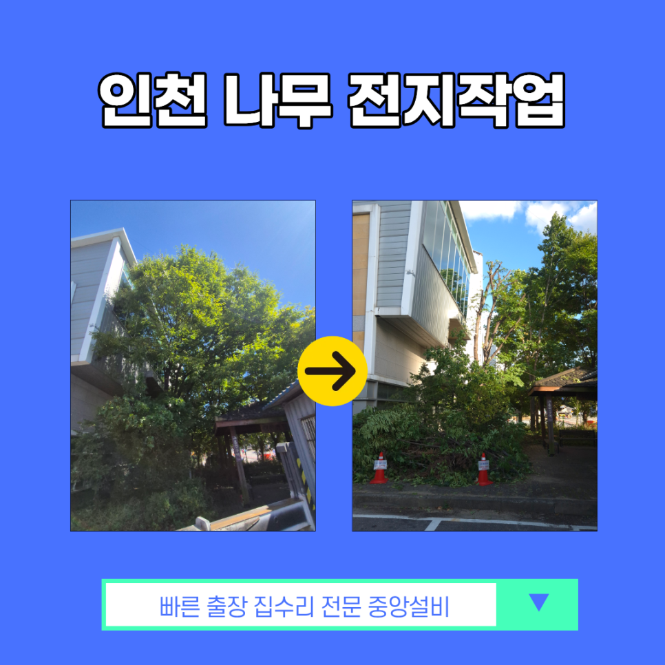 인천 나무 전지작업 벌목업체가 출동한 현장!