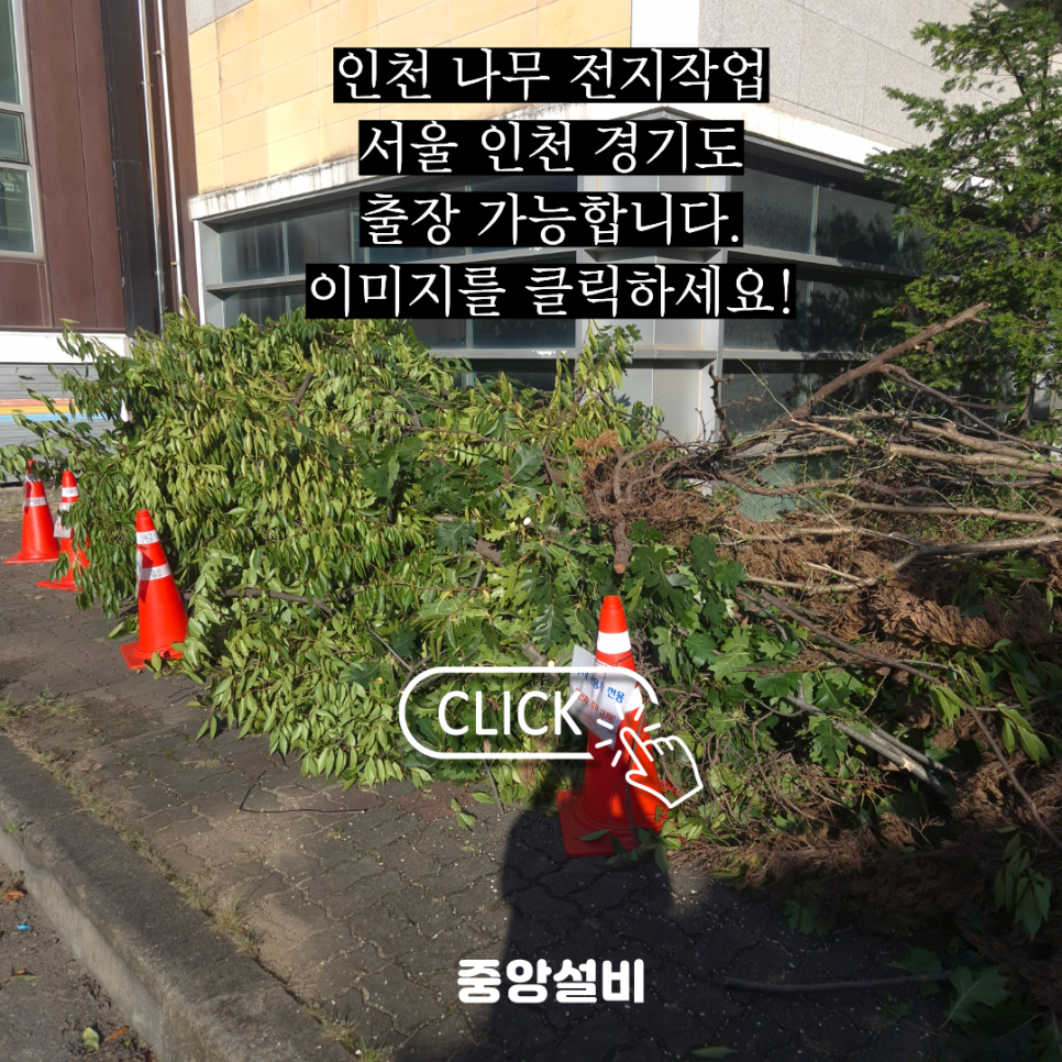인천 나무 전지작업 벌목업체가 출동한 현장!